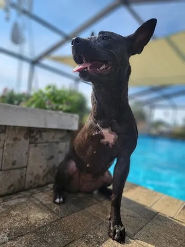 The real Daisy, a small black dog with tall pointed ears, sitting on a pool deck with her mouth open in a happy grin, a swimming pool behind her.